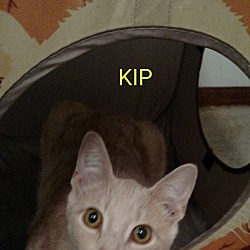 Thumbnail photo of KIP #2