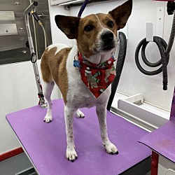 Photo of Biscuit