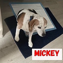 Photo of Mickey