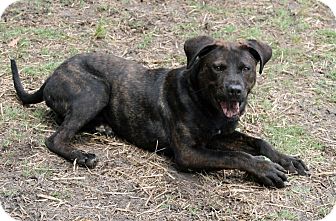 Newport, NC - Labrador Retriever. Meet Ralphie a Pet for ...