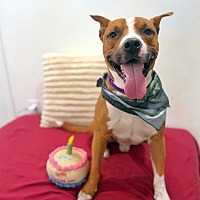 adopt a pet
