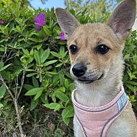 adopt-pet