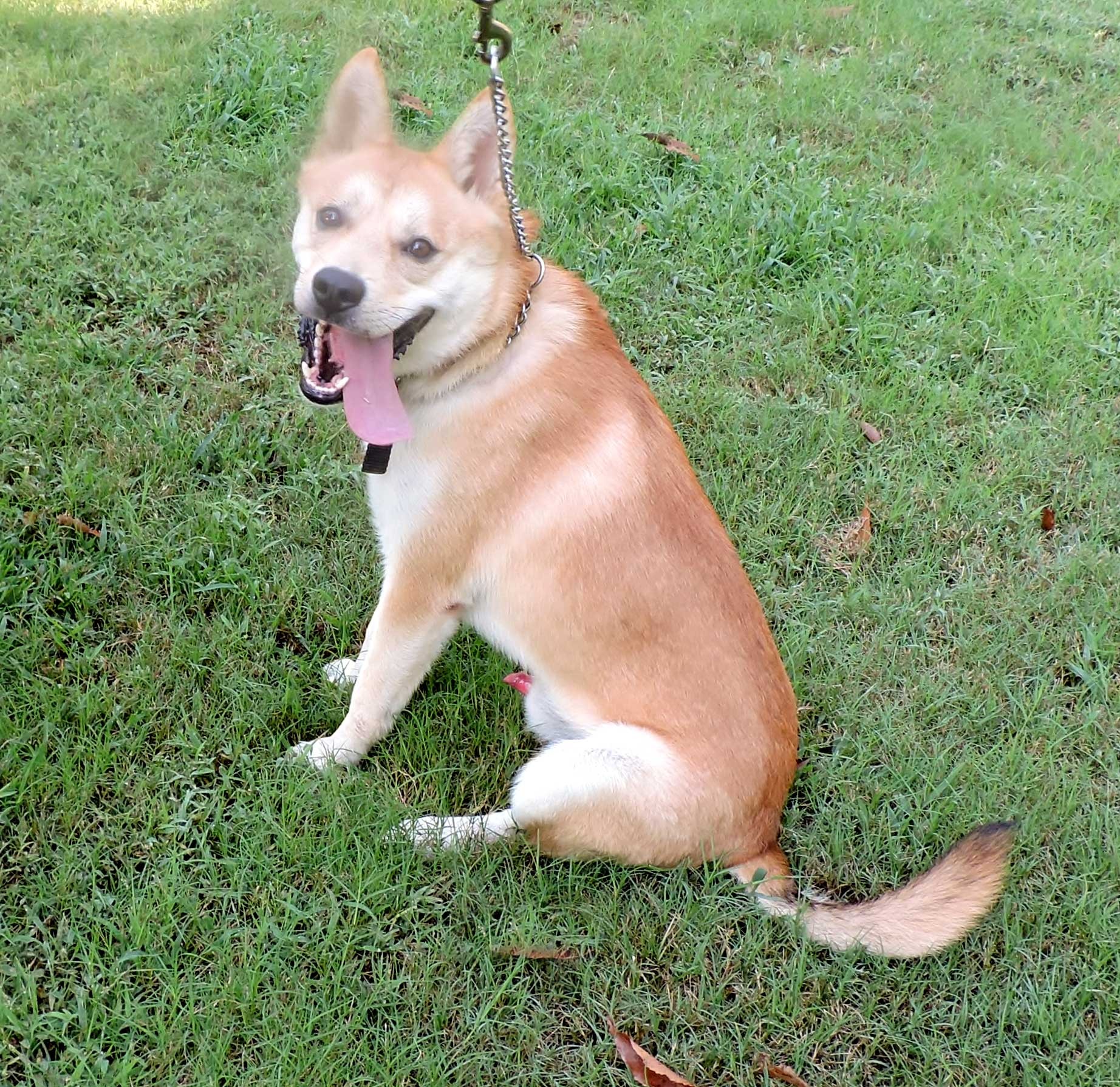 Salem Nh Shiba Inu Meet Kinichi A Pet For Adoption