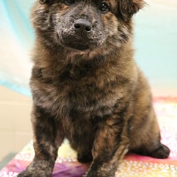 Brindle outlet chow mix