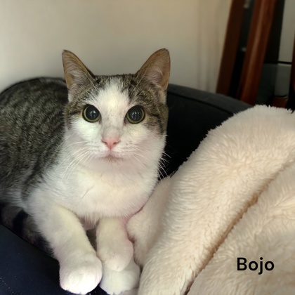 Photo of Bojo