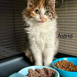 Thumbnail photo of Astrid #2