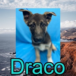Photo of Draco