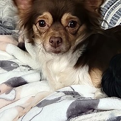Photo of Chi Sisters - Cocoa