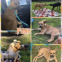 adopt a pet
