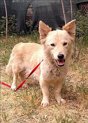 Encino CA Corgi Jindo. Meet Gypsy a Pet for Adoption