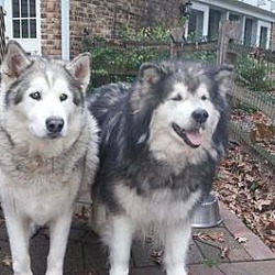 Photo of Stormy and Thunder