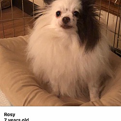 Thumbnail photo of Rosy #3