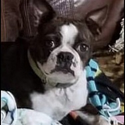 Photo of Rusty