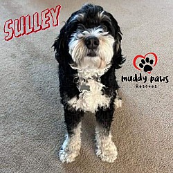 Photo of Sulley (Courtesy Post) - No Longer Accepting Applications