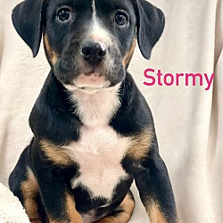 Photo of STORMY
