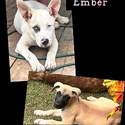 Thumbnail photo of Ember #3