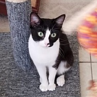 adopt a pet