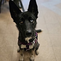 adopt a pet