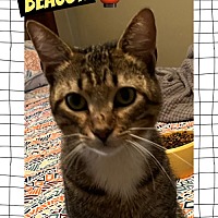 adopt a pet
