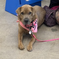 adopt-pet