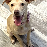 adopt a pet