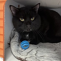 adopt a pet