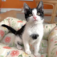 adopt-pet