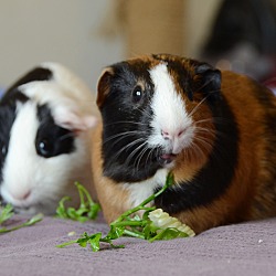 Photo of Cookie and Panda