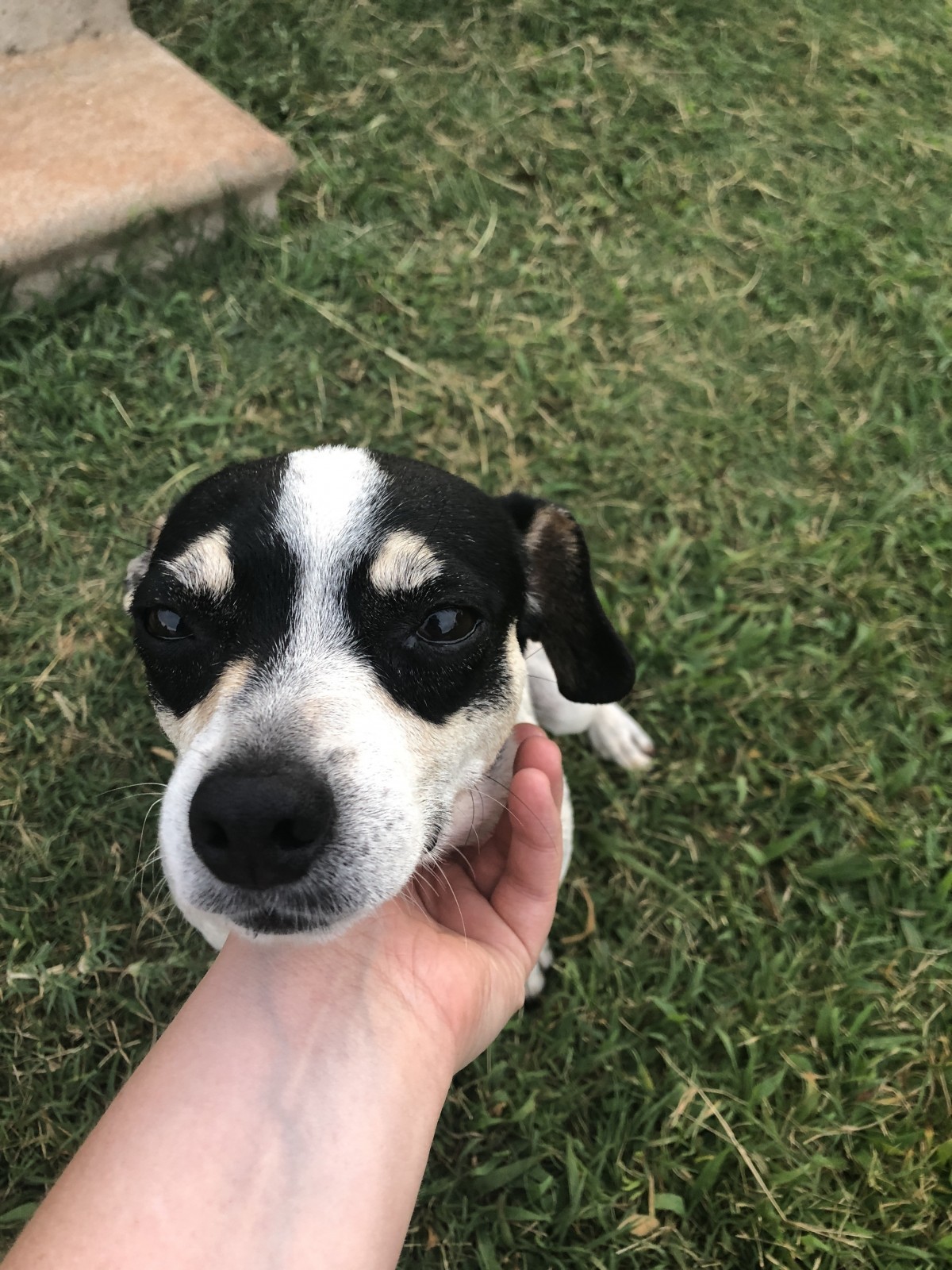 black and white rat terrier stuffed animal