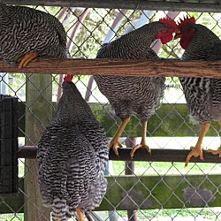 Thumbnail photo of Roosters #1