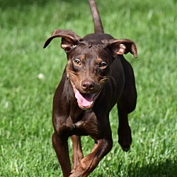 Thumbnail photo of Brownie- Foster to Adopt #3