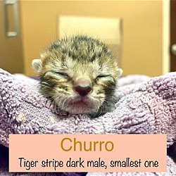 Thumbnail photo of Churro #3