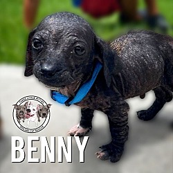 Photo of Benny Benadryl