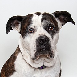 Photo of Shasta