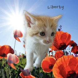 Photo of Liberty