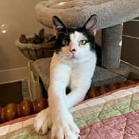 adopt a pet