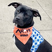 adopt a pet