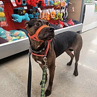 adopt a pet
