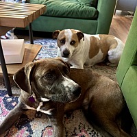 adopt a pet