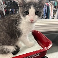 adopt a pet