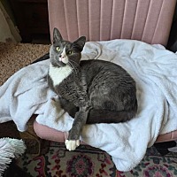 adopt-pet