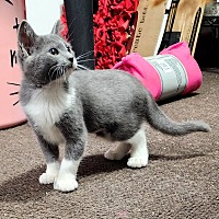 adopt a pet