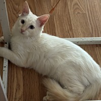 adopt-pet