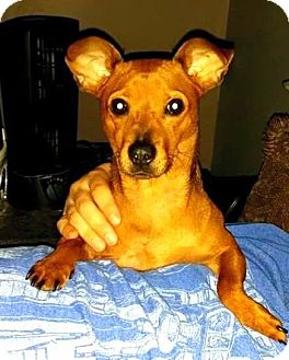 Topeka Ks Dachshund Meet Reba A Pet For Adoption