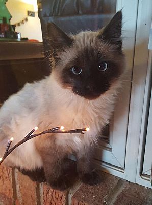 Minot Nd Siamese Meet Drift A Pet For Adoption
