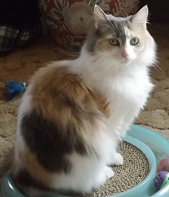 Salem Or Calico Meet Duchess A Pet For Adoption
