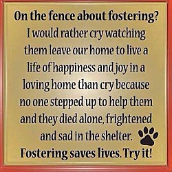 Thumbnail photo of FOSTER Homes Needed #2