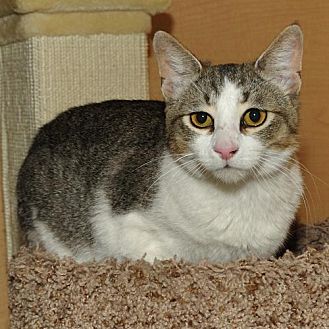 Adopt A Pet Petsmart Charities