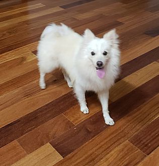 Monroe Nj Spitz Unknown Type Small Meet Mushy Indian Spitz A Pet For Adoption