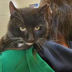 Photo of Tuxedo